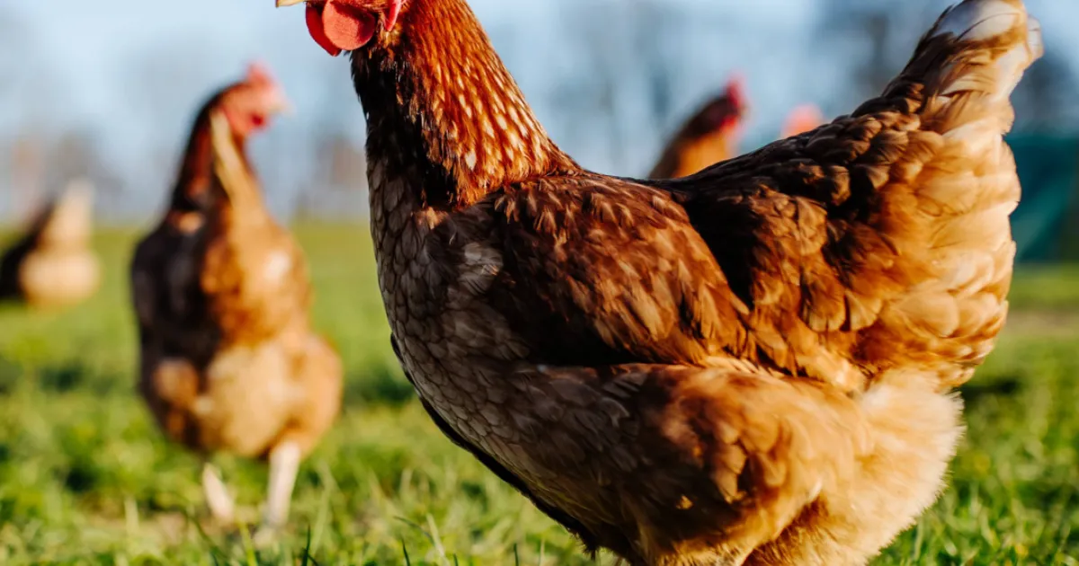 New data on antimicrobials sales and use in animals in the EU