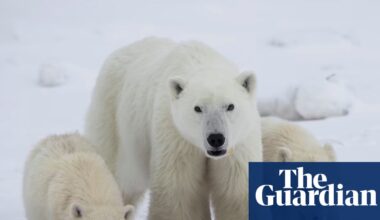 Scientists log rare case of female polar bear adopting cub: ‘They’re really good moms’ | Canada