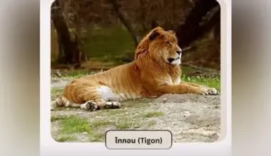 Subscribe Placeholder