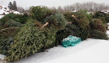 Is wrapping paper recyclable? This and other Christmas waste questions answered