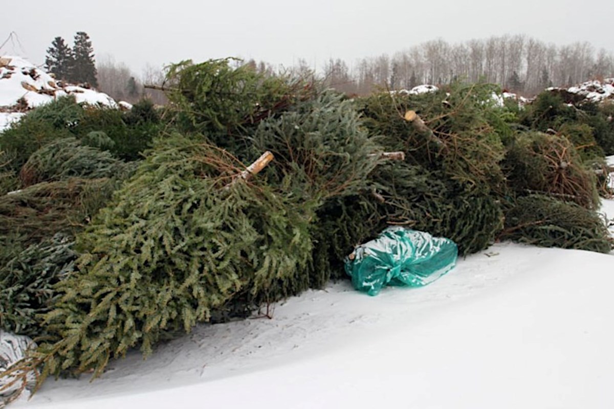 Is wrapping paper recyclable? This and other Christmas waste questions answered