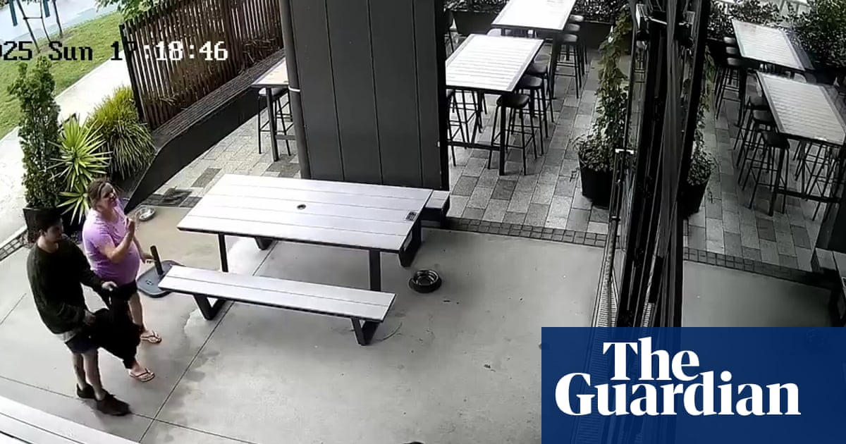 Baby fur seal wanders into a bar in New Zealand | New Zealand