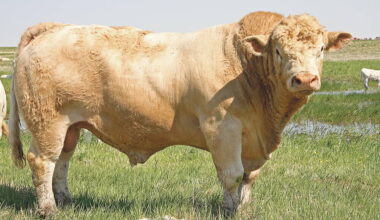 light-coloured bull standing in a grass field.