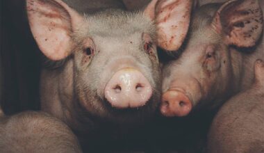 A pig stares at the camera with others nearby in an indoor pen.