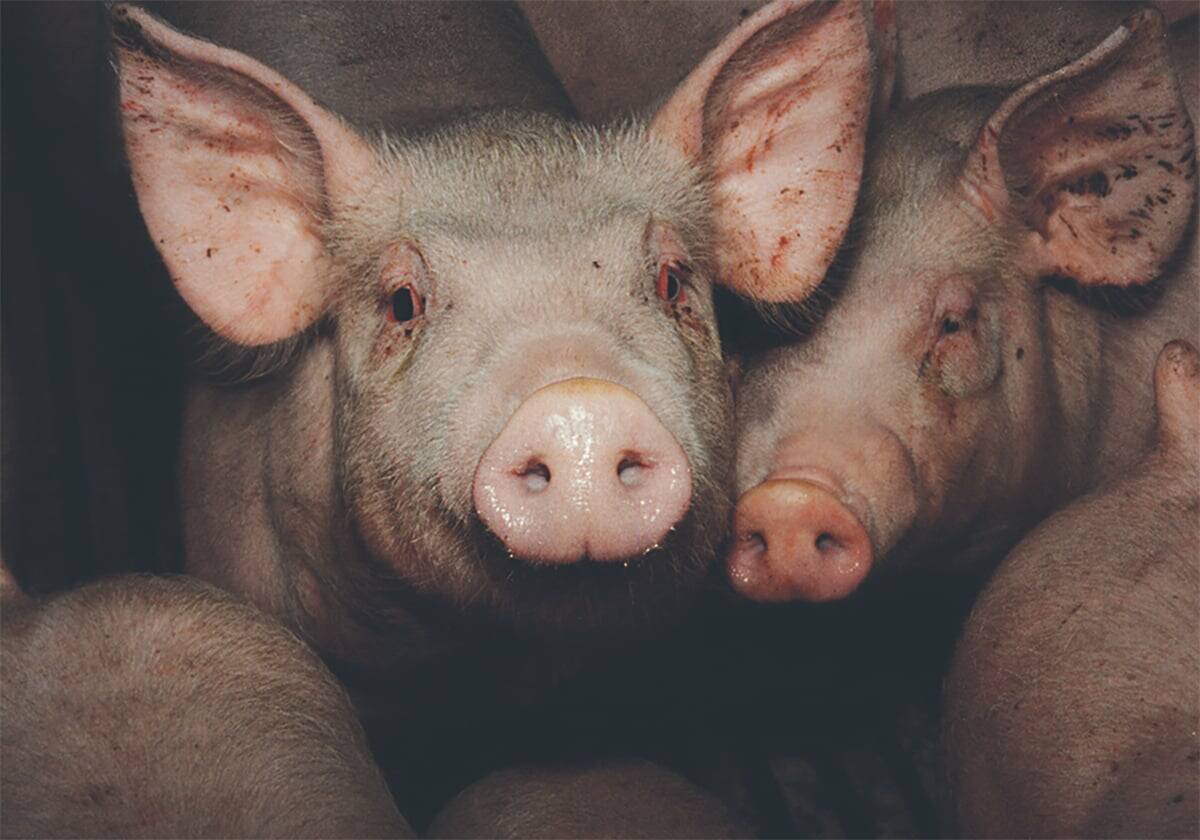 A pig stares at the camera with others nearby in an indoor pen.