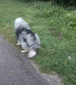 Footage obtained from a study of trombiculiasis in 4 dogs with neurologic signs, the Netherlands, 2024. Video shows proprioceptive ataxia and paresis of all 4 limbs in a rough collie dog (7-year-old male) infested with Neotrombicula autumnalis mites.