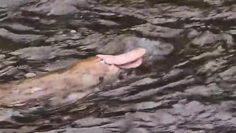 'Unusual' pink platypus spotted in Gippsland, Australia - video