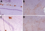 Immunohistochemistry results of brain tissues in study of propagation of classical scrapie prions. Images are of tissue specimens from K222-Tg516 mice inoculated with CP060146/K222 goat isolate. Results are visualized using the Sha31 monoclonal antibody. A) Hippocampus specimen tested at first passage. B) Midbrain specimen tested at first passage. C) Hippocampus specimen tested at second passage. D) Midbrain specimen tested at second passage.