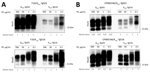 Proteinase K digestion studies conducted as part of study of propagation of classical scrapie prions. K222-Tg516 and Q222-Tg501 homozygous mice were inoculated with classical scrapie. A) Proteinase K–resistant prion protein (PrPres) sensitivity in the brains of Q222-Tg501 and K222-Tg516 mice initially inoculated with F10 scrapie isolate and subsequently reinoculated into both the original model and its counterpart. B) PrPres sensitivity in the brains of Q222-Tg501 and K222-Tg516 mice initially inoculated with CP060146 scrapie isolate and subsequently reinoculated into both the original model and its counterpart. In both cases, proteinase K concentrations of 500, 50, 1 and 0.1 µg/mL were tested. Western blot visualizations were done using the Sha31 monoclonal antibody. Molecular weight markers are indicated on the right side of each band.