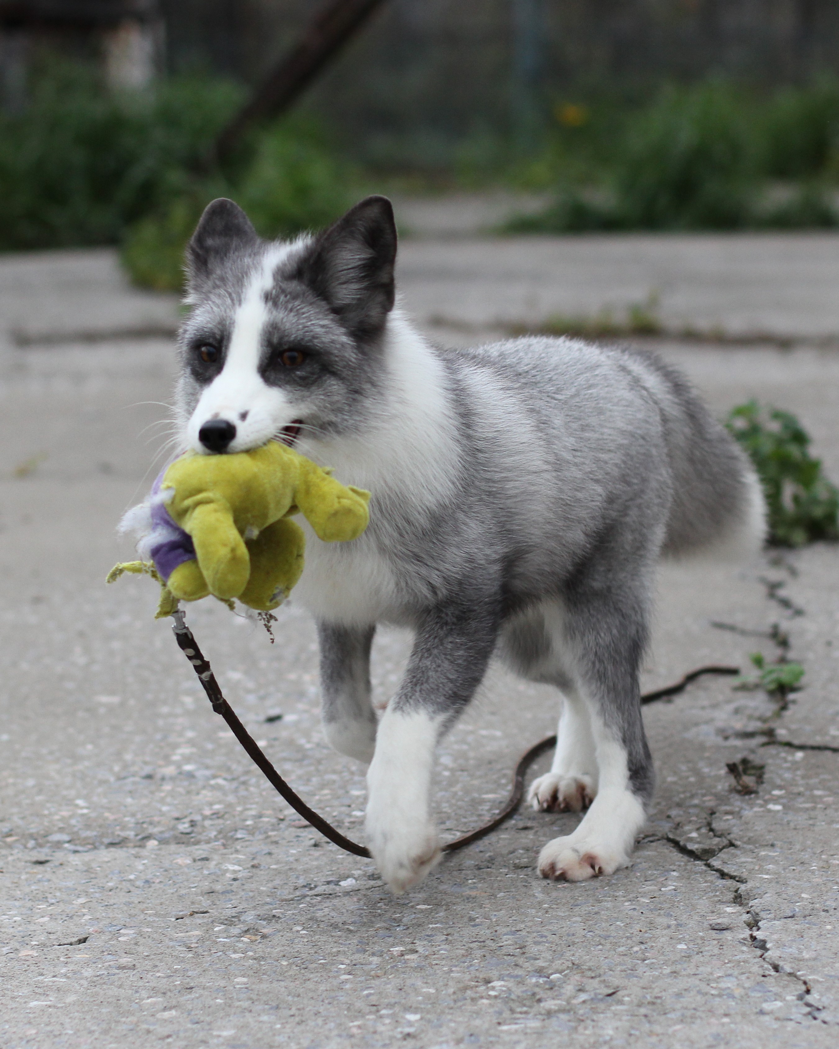 grey anf white fox that had been bred for dog-like behaviors holding a toy in its mouth grey anf white fox that had been bred for dog-like behaviors holding a toy in its mouth
