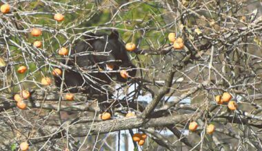 Understanding and Dealing with Japan’s Bear Crisis