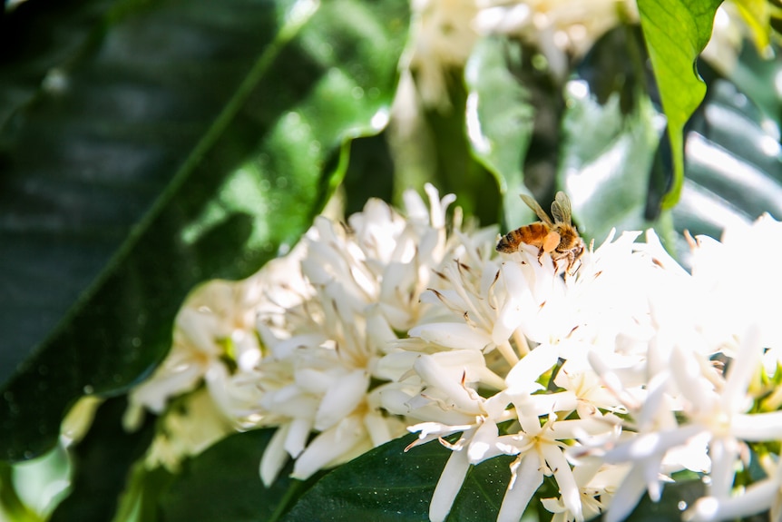 A honey bee collects nectar from a white coffee blossom.