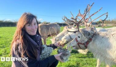 Woman on the left with dark hair and she is wearing a jumper and gilet. She is leaning down and feeding reindeer. There are four reindeers in the background that are white coated. They have big antlers.