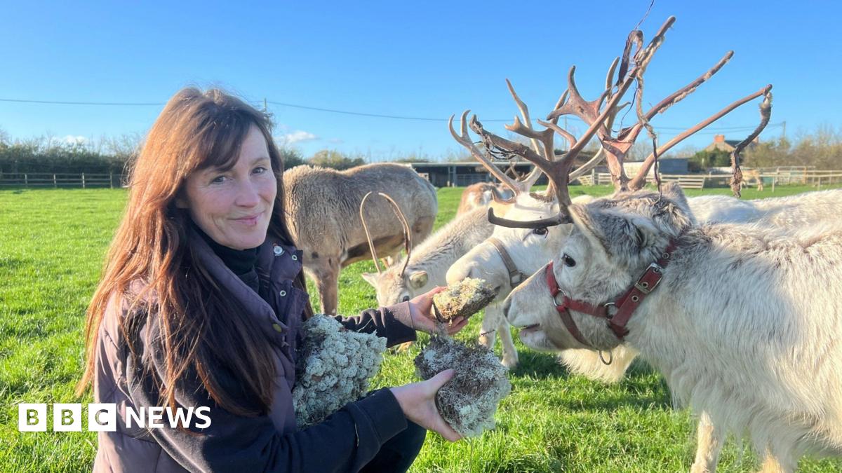 Woman on the left with dark hair and she is wearing a jumper and gilet. She is leaning down and feeding reindeer. There are four reindeers in the background that are white coated. They have big antlers.