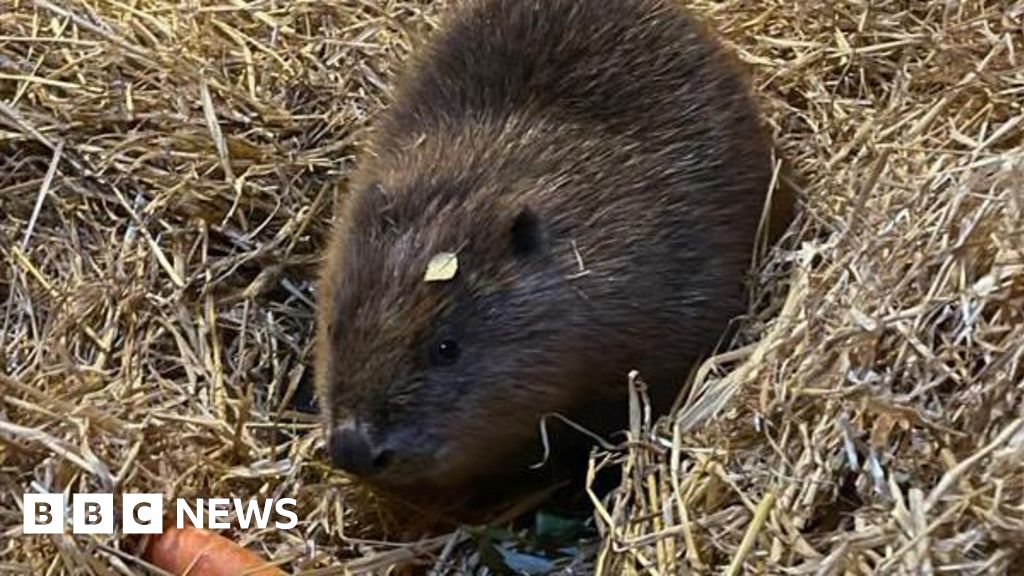 Young female beaver's arrival 'exciting moment' for sanctuary