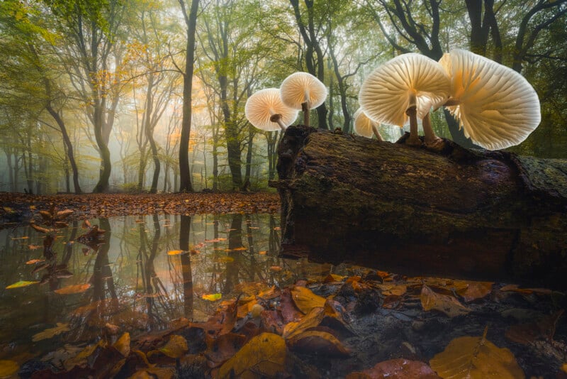 Large white mushrooms growing on a mossy log above a forest floor covered in autumn leaves, with sunlight filtering through tall trees and reflecting in a shallow pool of water.