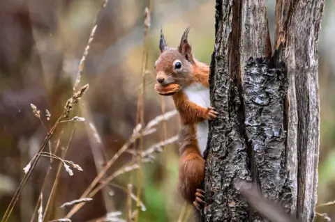 Natasha Lichtarowicz A red squirrel, ears pricked, gripping the side of a tree, with a nut in its mouth.