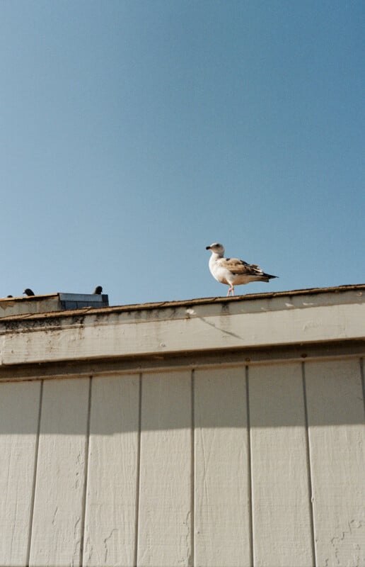 A seagull stands on the edge of a rooftop against a clear blue sky, with part of a metal vent and the top of a wooden wall visible below.