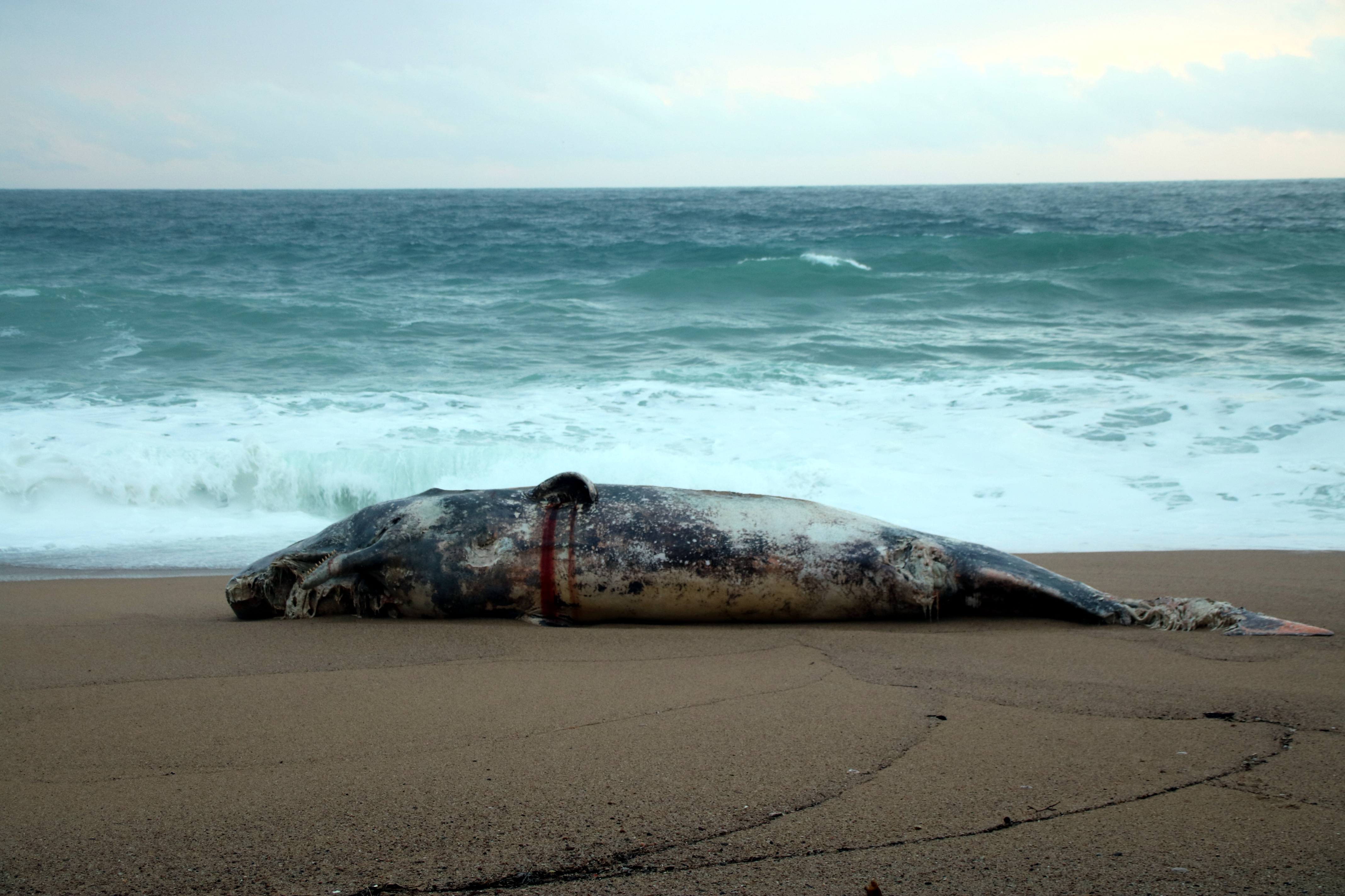 The body of a sperm whale calf stranded on the beach of Platja d'Aro