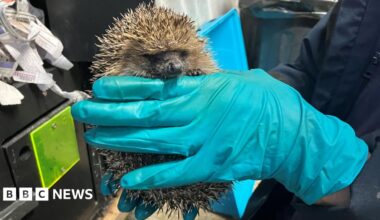 A hedgehog is holding onto a blue gloved hand with tiny claws and supported by another hand underneath