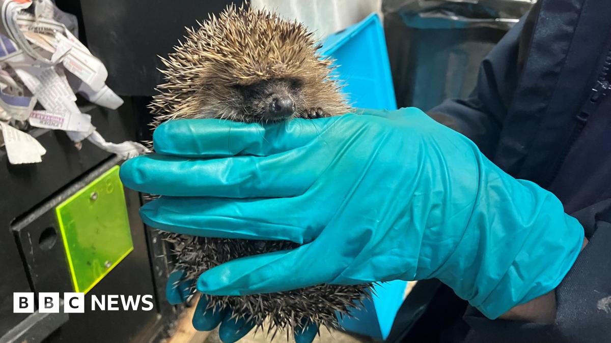 A hedgehog is holding onto a blue gloved hand with tiny claws and supported by another hand underneath