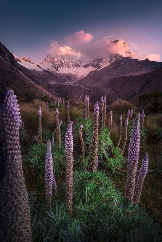 Tall, purple lupine flowers in the foreground with snow-capped mountains and a pink and purple sky at sunset in the background; soft clouds partially cover the mountain peaks.
