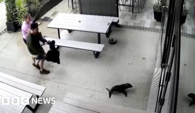 A baby seal walks into a bar ...