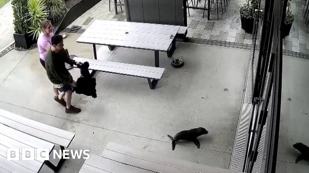 A baby seal walks into a bar ...