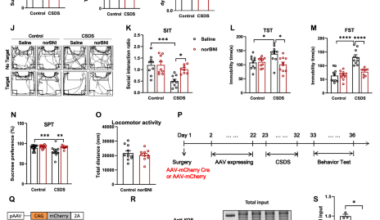 Astroglial kappa opioid receptor-mediated reduction of glutamate exchanger xCT in the prelimbic cortex underlies chronic stress-induced depressive-like behaviors
