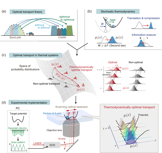 Experimentally achieving minimal dissipation via thermodynamically optimal transport