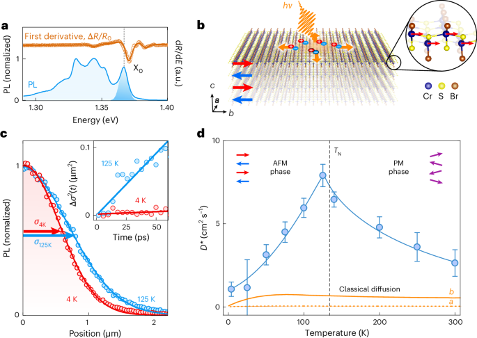 Exciton transport driven by spin excitations in an antiferromagnet
