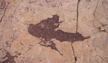 World’s largest dinosaur footprint site found in Bolivian highlands