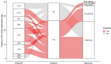 Cooperative foraging between dolphins and fish-eating killer whales