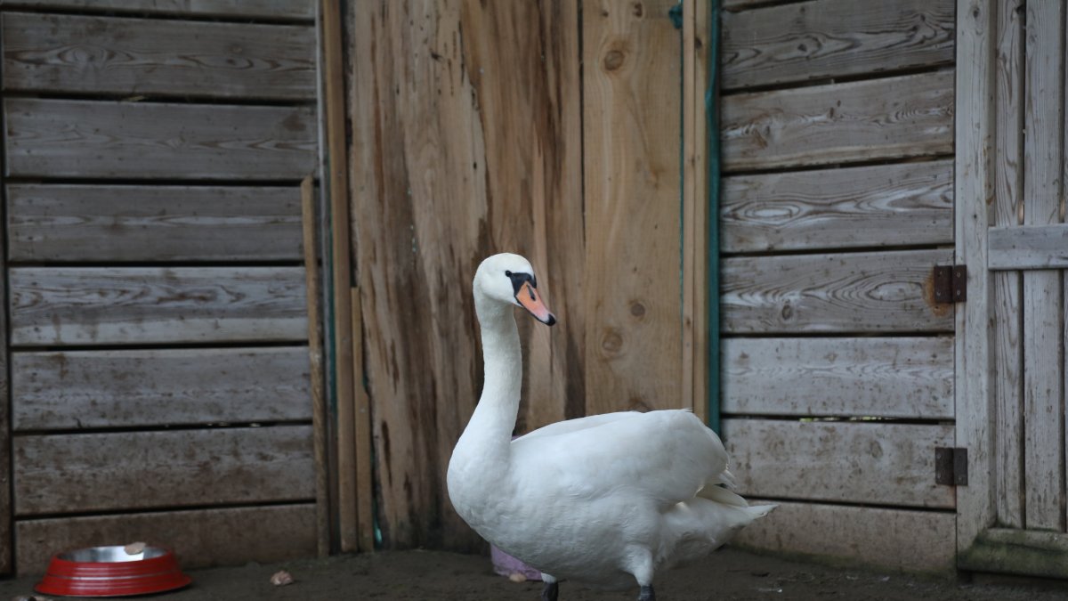 Migratory swan collapses, receives care in northern Türkiye