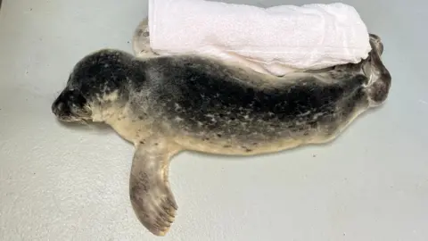 British Divers Marine Life Rescue A very small baby seal lying next to a rolled up white towel in a pen. Its flippers are outstretched on either side of him.