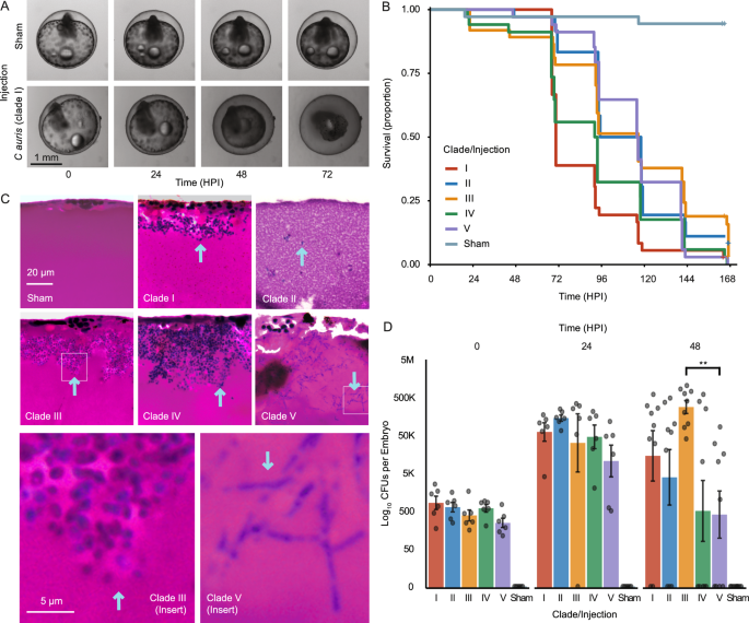 Xenosiderophore transporter gene expression and clade-specific filamentation in Candida auris killifish (Aphanius dispar) infection