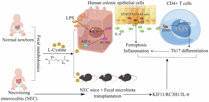 L-cystine alleviates necrotizing enterocolitis by regulating ferroptosis and Th17 cell differentiation via the IL-6/STAT3 pathway