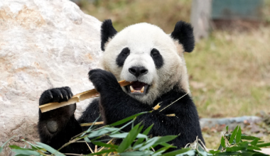 A new destination for panda lovers: Mianyang China Giant Panda Garden - news.cgtn.com