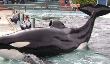 On the Passing of Orca Kshamenk - The Whale Sanctuary Project