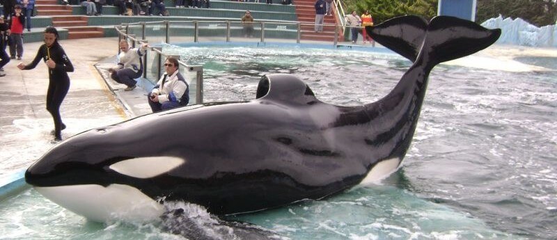 On the Passing of Orca Kshamenk - The Whale Sanctuary Project
