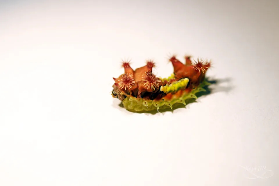 Doratifera vulnerans on a white background.