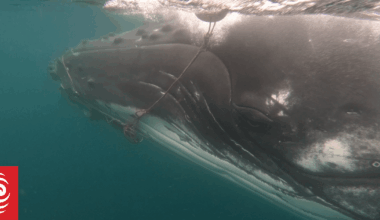 Humpback whale dies after being caught in rope