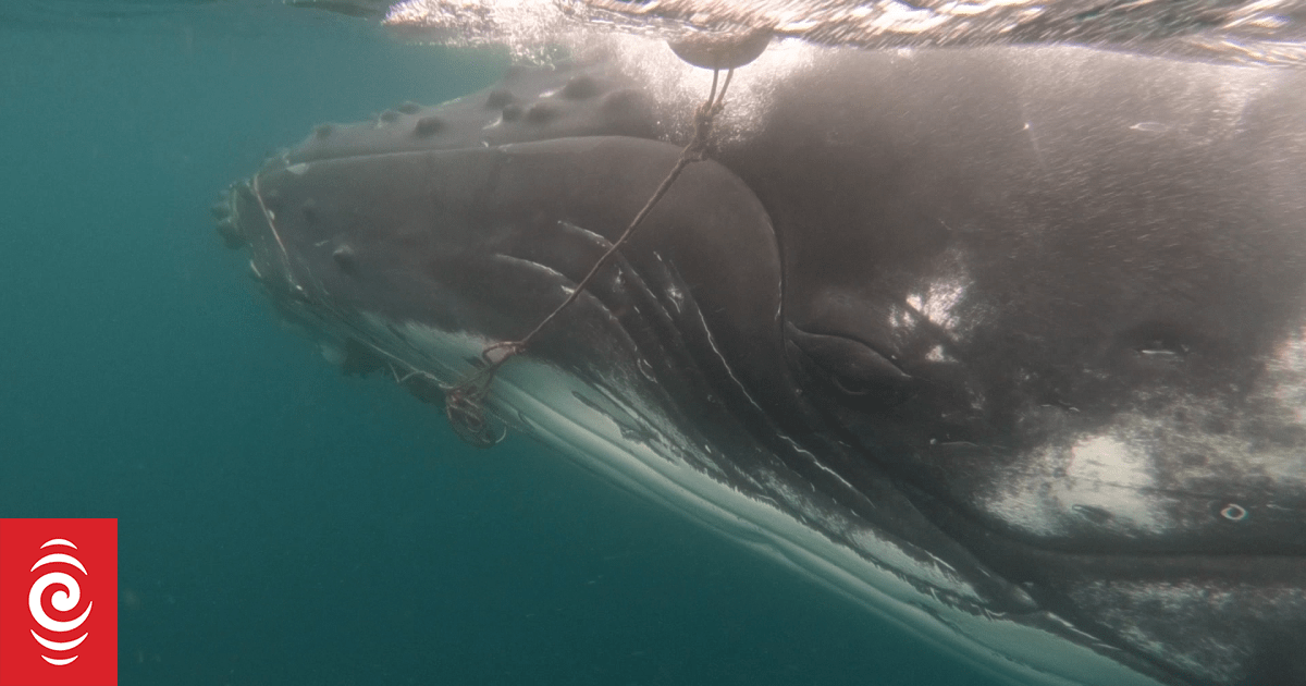 Humpback whale dies after being caught in rope