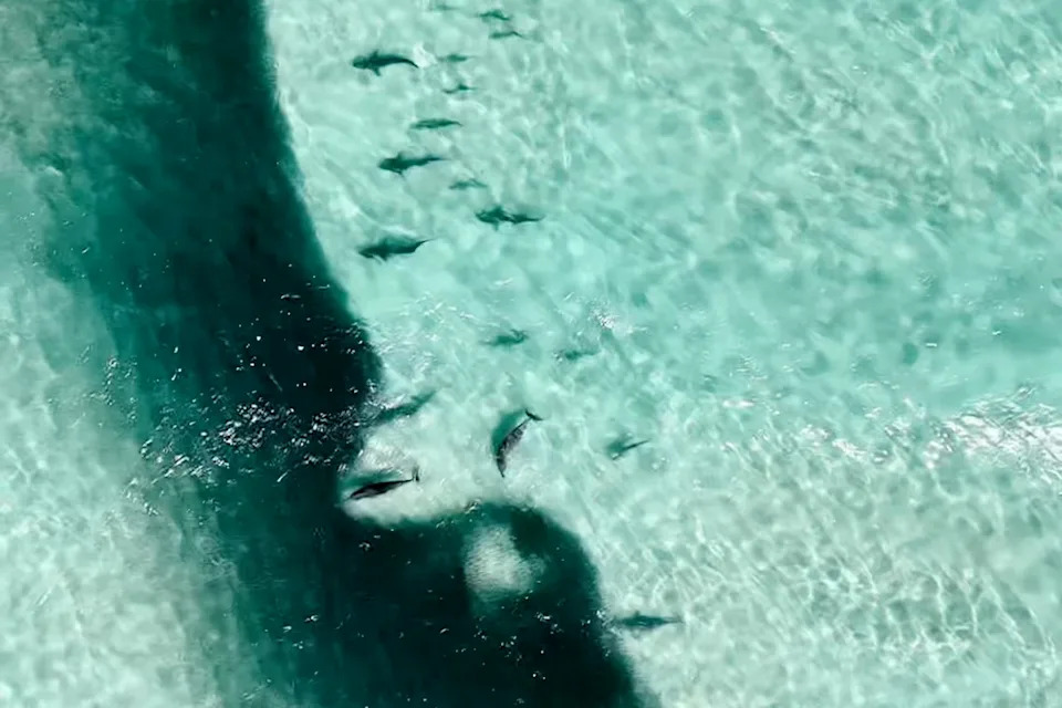 Drone image. We can see a bait ball with sharks and dolphins feeding on it.