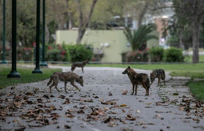 Jackals in Yarkon Park during the COVID-19 period. Some jackals in the city do not travel more than 200 meters over the course of a day.
