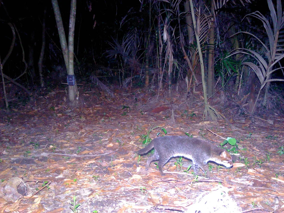 DNP/Panthera Thailand