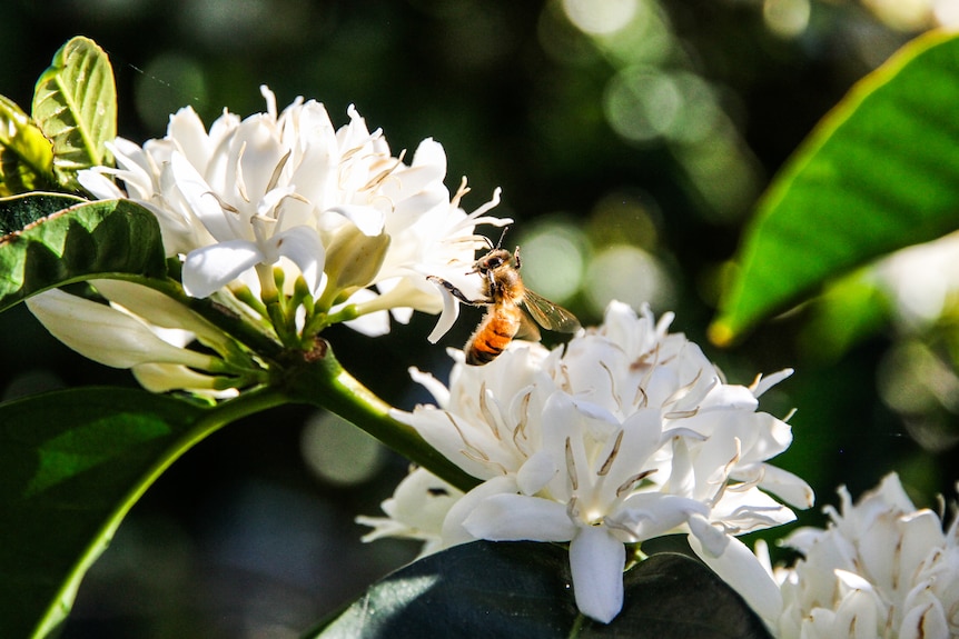 A honey bee on a white coffee blossom.