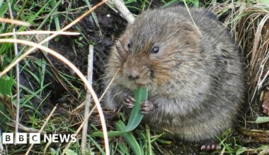 Water voles spotted in River Thame for first time in 20 years