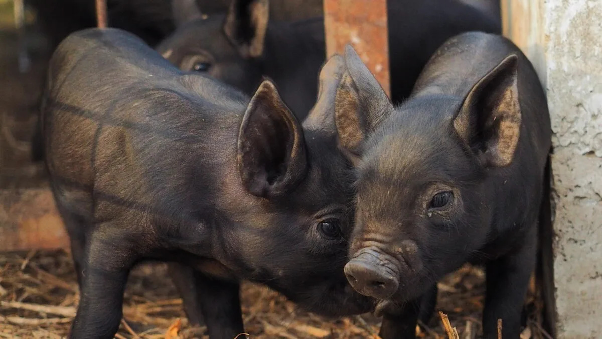 Yahoo lifestyle home