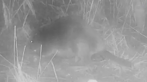 Pensthorpe Natural Park A black and white image of a beaver in long grass at night.